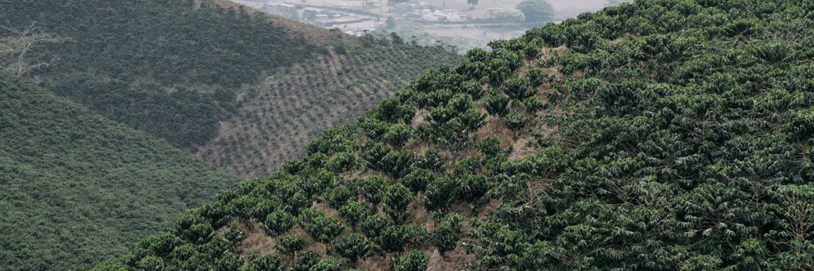 Les efforts de Tim Hortons pour le climat